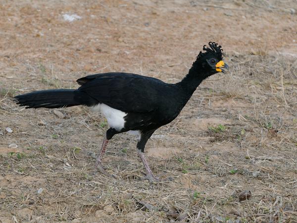 Maskerhokko (Crax fasciolata)